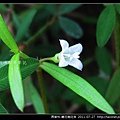 茜草科-繖花龍吐珠_07.jpg