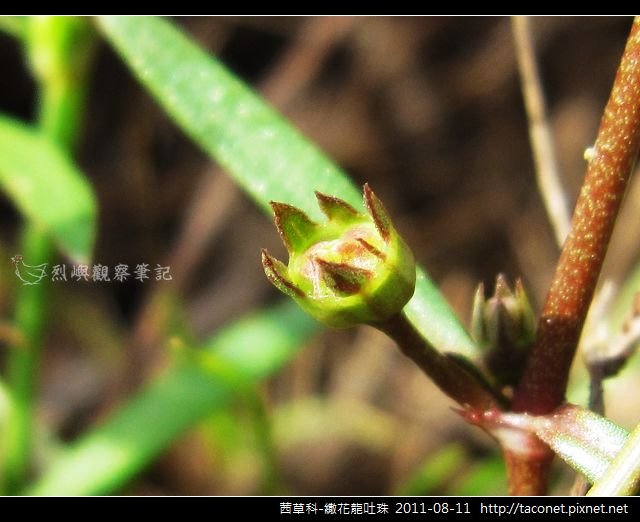 茜草科-繖花龍吐珠_10.jpg