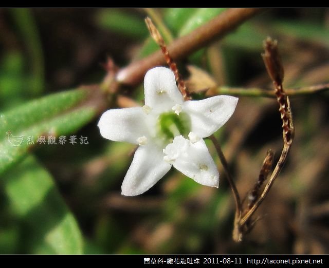 茜草科-繖花龍吐珠_11.jpg