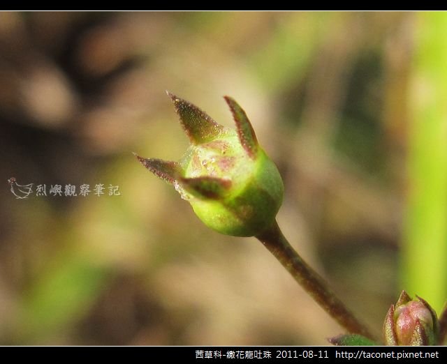 茜草科-繖花龍吐珠_12.jpg