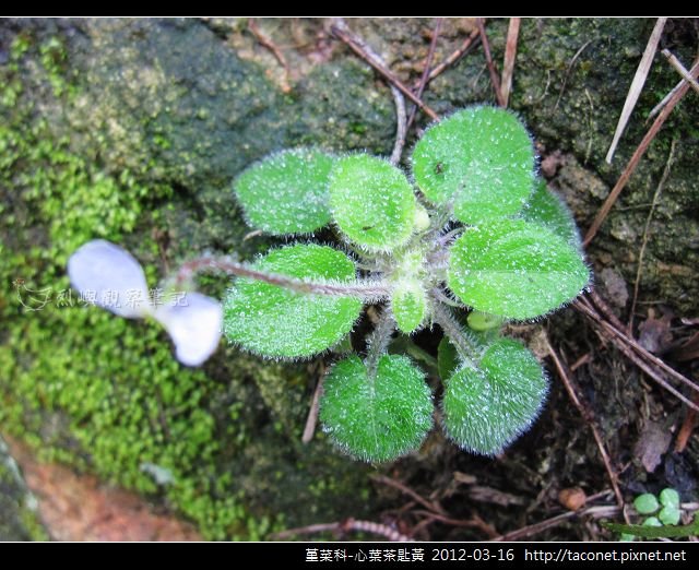 堇菜科-心葉茶匙黃_02