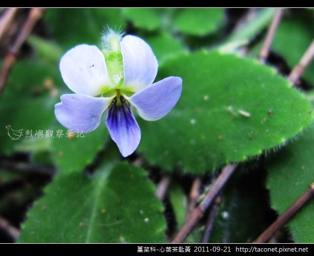 堇菜科-心葉茶匙黃_11