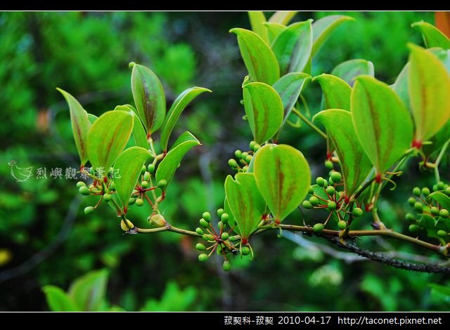 菝契科-菝契_05