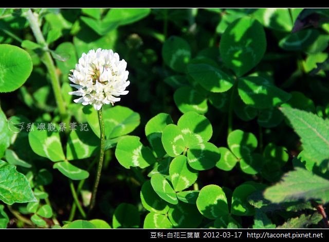 豆科-白花三葉草_03