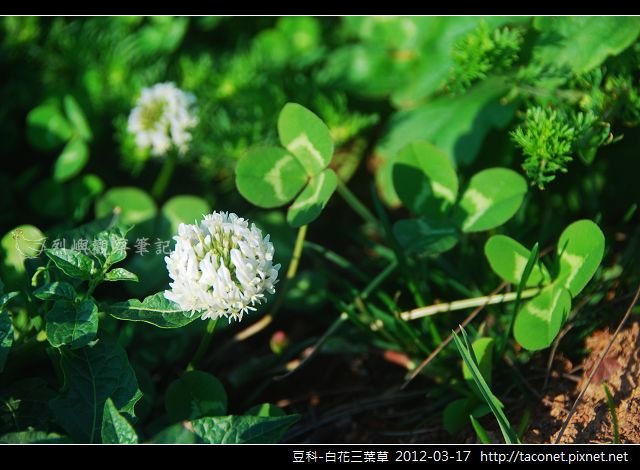 豆科-白花三葉草_05