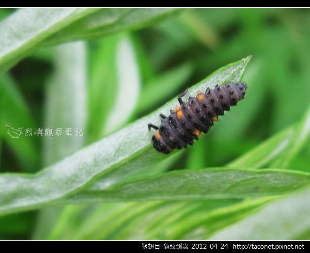 鞘翅目-龜紋瓢蟲_13