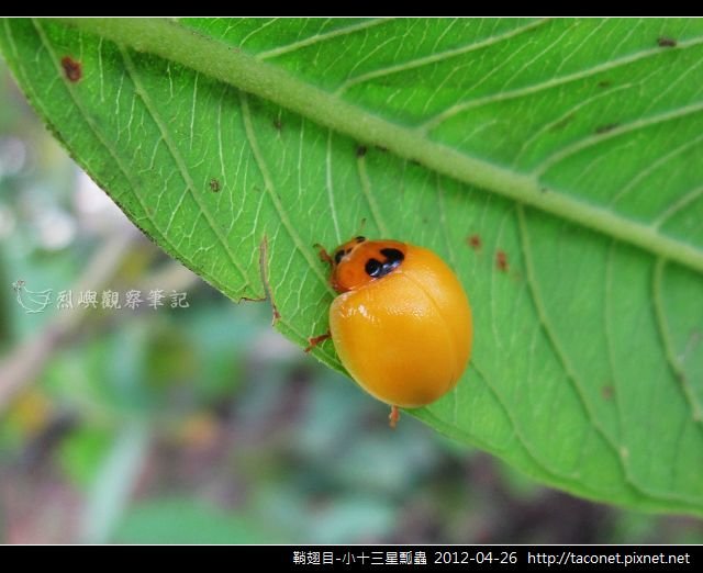 鞘翅目-小十三星瓢蟲_12