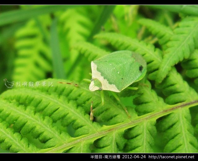 半翅目-南方綠椿_05