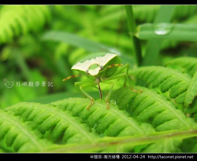 半翅目-南方綠椿_07