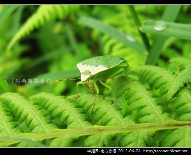 半翅目-南方綠椿_06