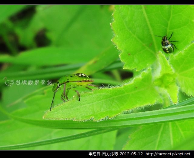 半翅目-南方綠椿_16