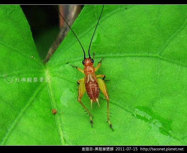 直翅目-黑脛草蟋蟀_02