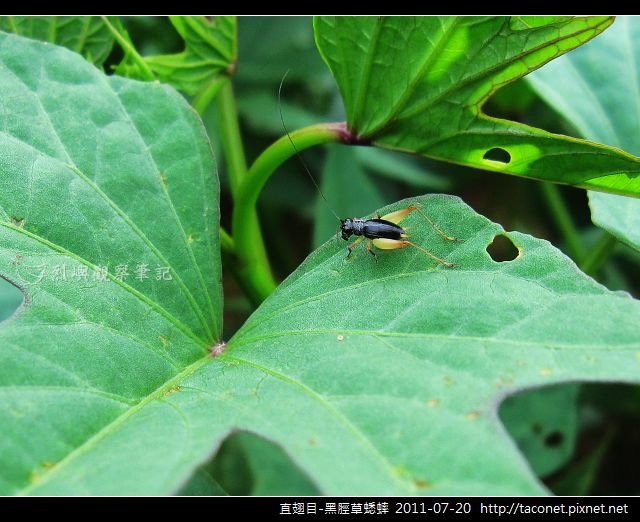 直翅目-黑脛草蟋蟀_09