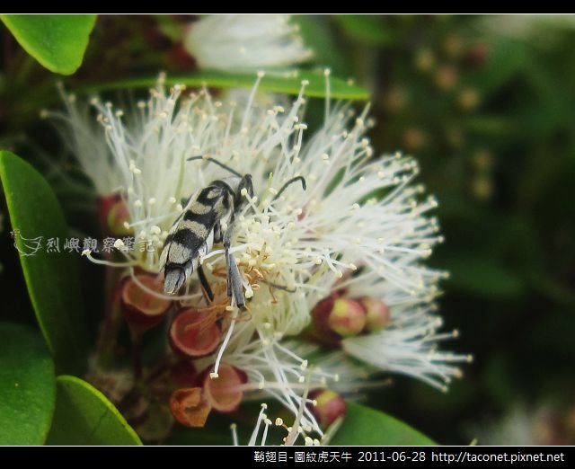 鞘翅目-圖紋虎天牛_03