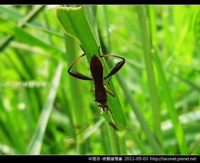 半翅目-條蜂緣椿象_02