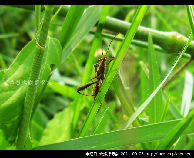 半翅目-條蜂緣椿象_03