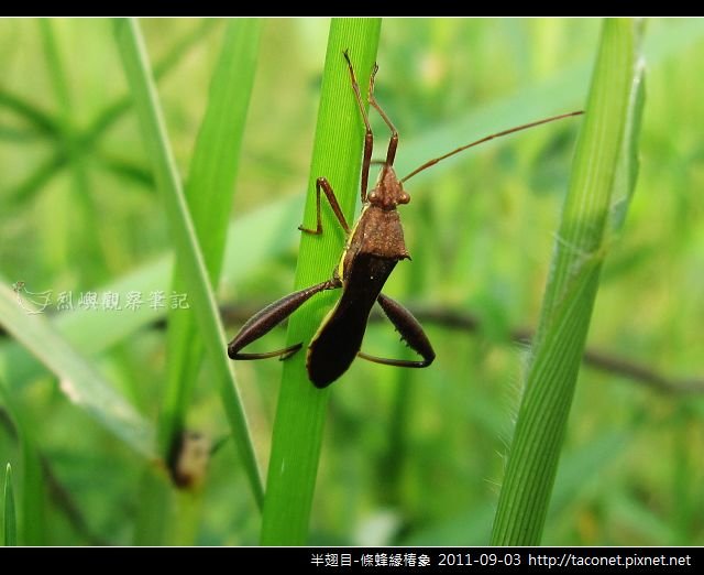 半翅目-條蜂緣椿象_04