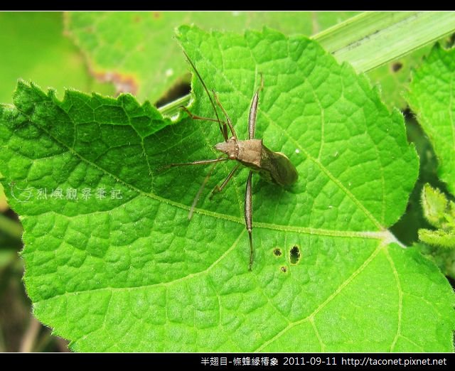 半翅目-條蜂緣椿象_11