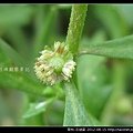 菊科-石胡荽_08