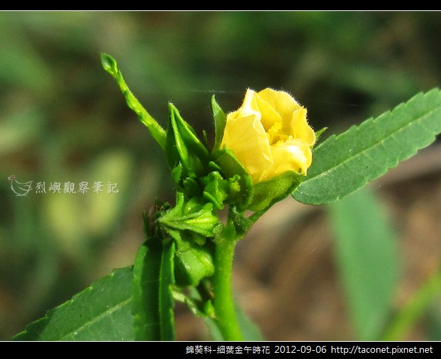 錦葵科-細葉金午時花_08