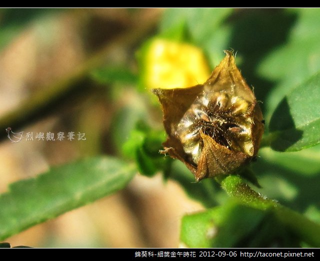 錦葵科-細葉金午時花_12
