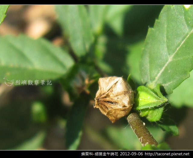 錦葵科-細葉金午時花_13