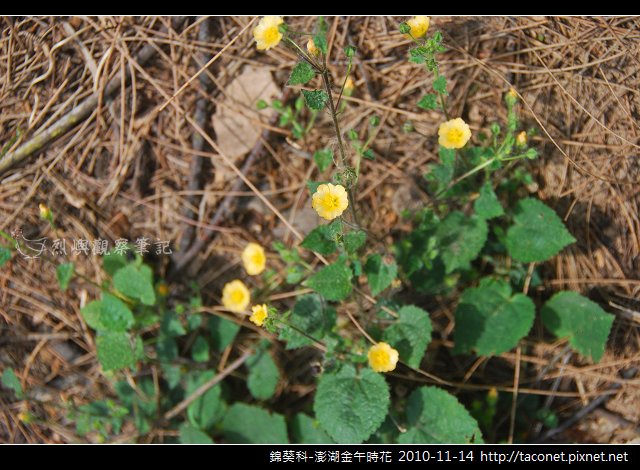 錦葵科-澎湖金午時花_761