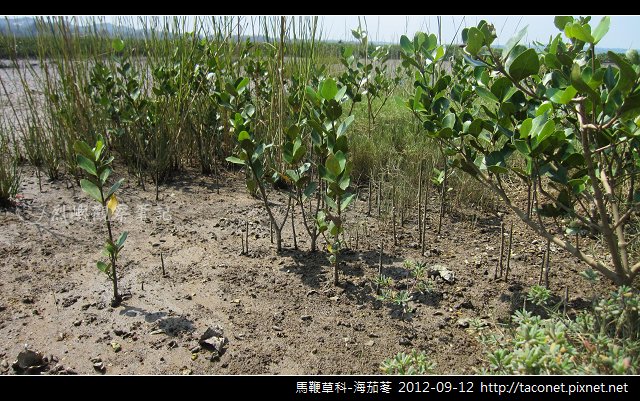 馬鞭草科-海茄苳_13