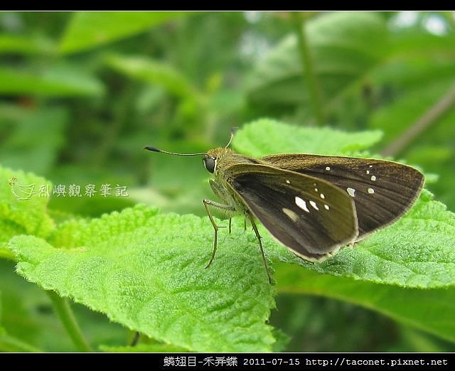 鱗翅目-禾弄蝶_02