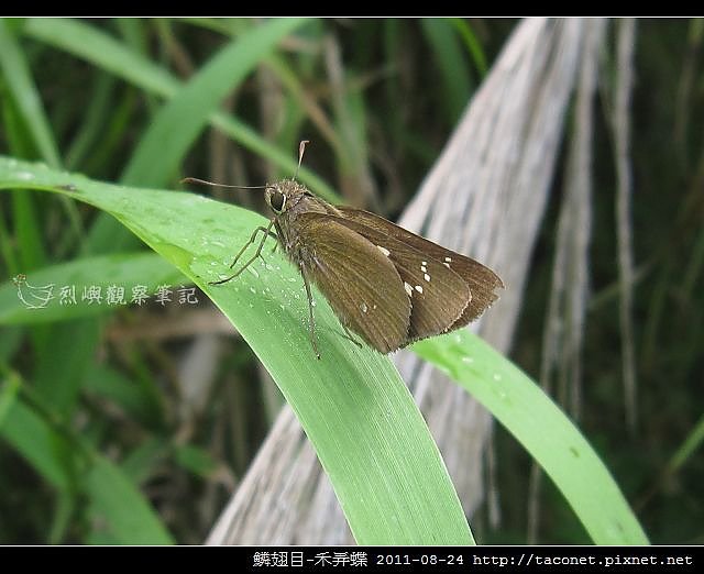 鱗翅目-禾弄蝶_04