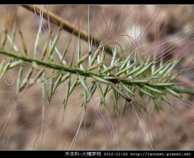 禾本科-大穗茅根_05