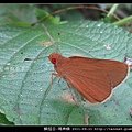 鱗翅目-瑪弄蝶_02