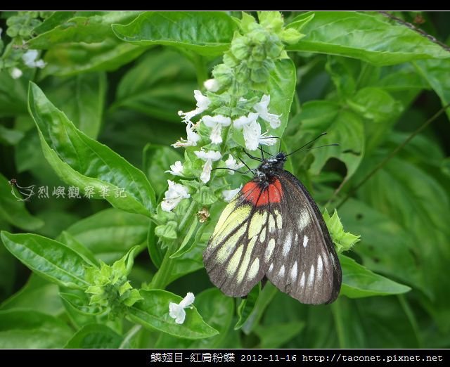 鱗翅目-紅肩粉蝶_13