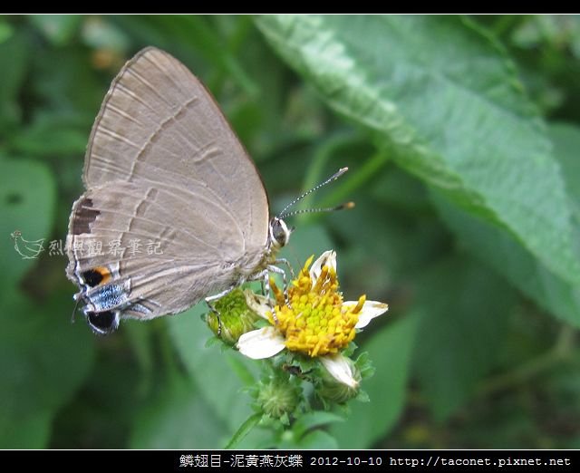 泥黃燕灰蝶_08