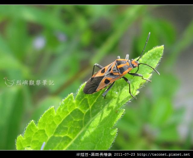 半翅目-黑斑長椿象_03