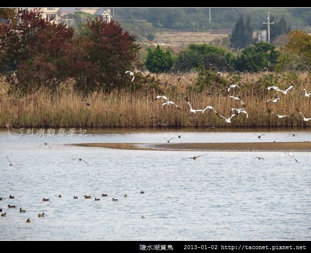 陵水湖賞鳥 _07