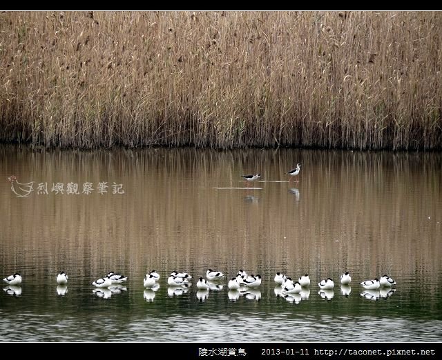 陵水湖賞鳥 _10