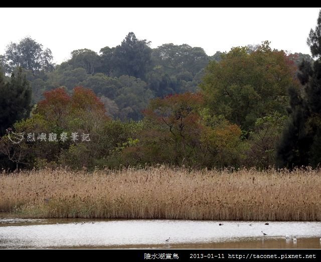 陵水湖賞鳥 _12