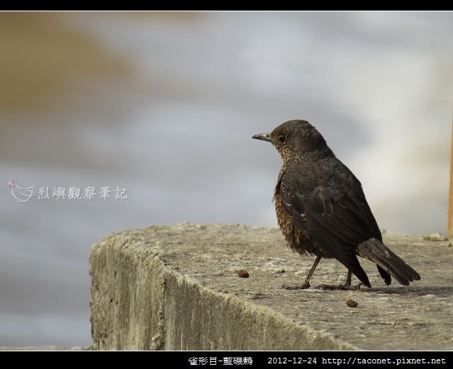 雀形目-藍磯鶇_06