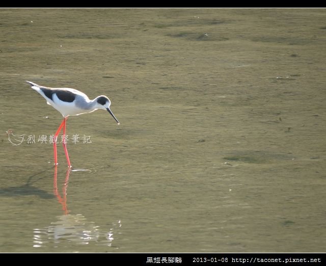 黑翅長腳鷸_05