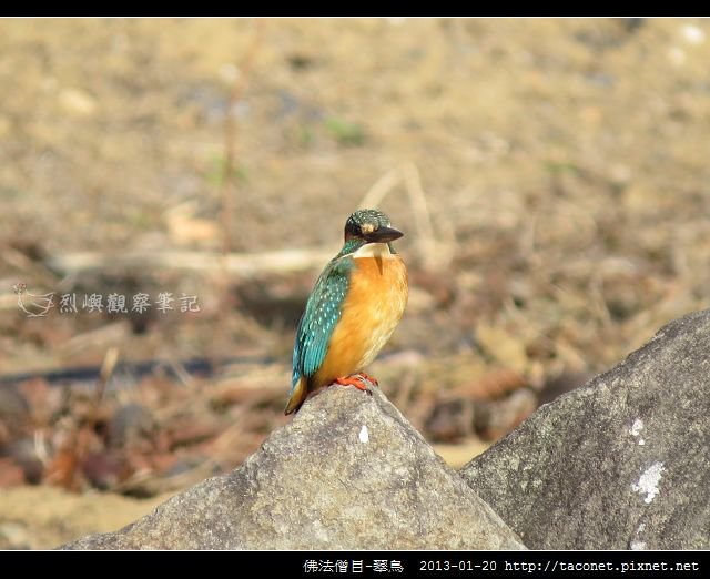 佛法僧目-翠鳥_18