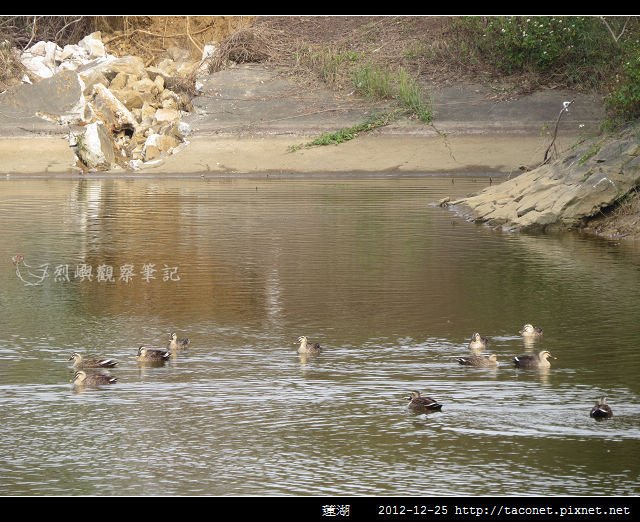 蓮湖_03