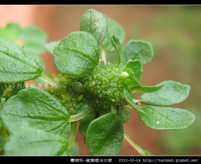 蕁麻科-齒葉矮冷水麻_02