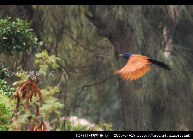 鵑形目-褐翅鴉鵑_02