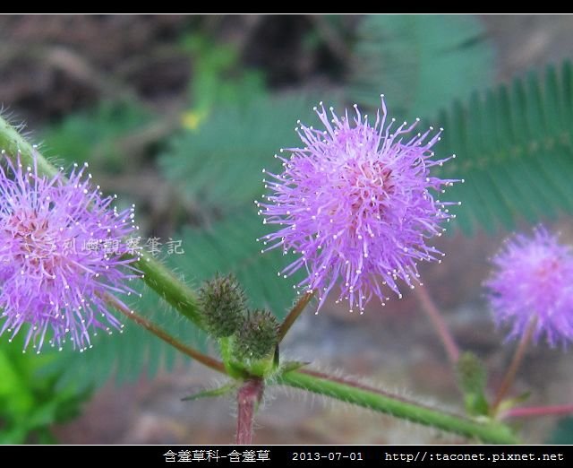 含羞草科-含羞草_02.jpg