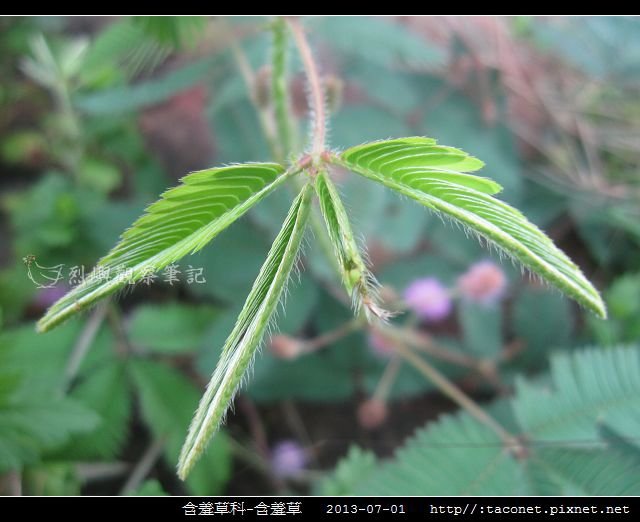 含羞草科-含羞草_04.jpg