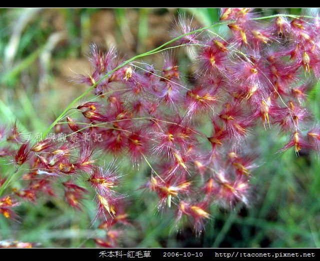 禾本科-紅毛草_01.jpg