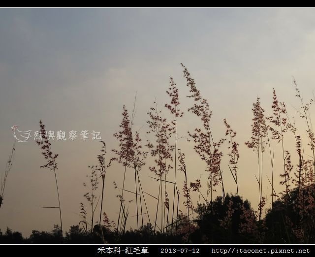 禾本科-紅毛草_03.jpg