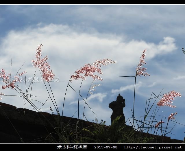 禾本科-紅毛草_11.jpg