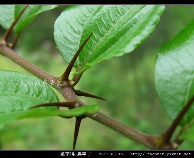 鼠李科-馬甲子_13.jpg